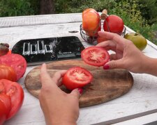 Pomidory / screen yt