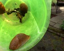 źródło: YouTube/Zielone Pogotowie