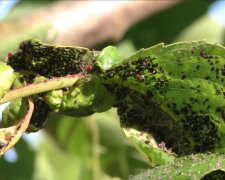 Mszyce/YouTube @ogrodnik news TV