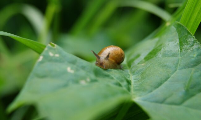 Ślimaki atakują ogród nocą. Ten prosty trik może uratować rośliny