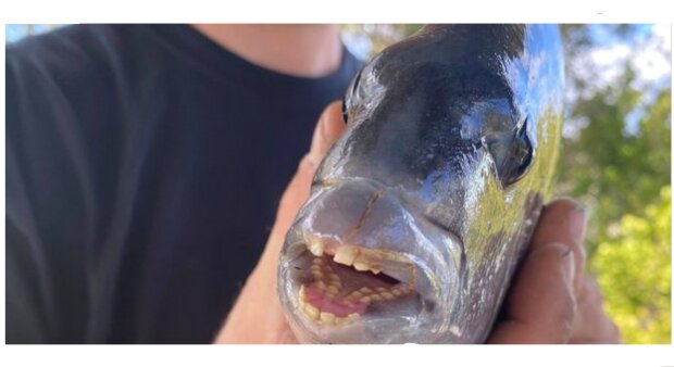 Ryba Archosargus probatocephalus/ mirror.co.uk