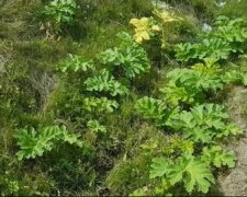 Spotkanie z tą rośliną może mieć opłakane skutki. Właśnie rozpoczął się sezon na jej kwitnienie