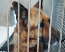 Schronisko / screen yt