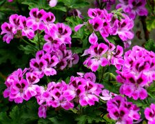 Posadź razem z pelargonią. Efekt na balkonie będzie spektakularny