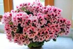 pelargonia, screen YT