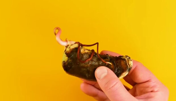 Mango/ YouTube @Cleverly