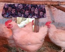 "Babcia wcześnie wstała w tamtą środę i zabrała się za pracę. Wzięłam ziarno dla kur i poszłam do stodoły nakarmić nioski i zebrać jajka"