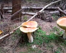 Gdzie można zbierać grzyby? / YouTube: KOJAK MAZURY