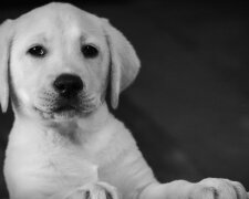 Podatek od psa 2026. Właściciele muszą pamiętać o terminie, część osób jest zwolniona