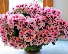 pelargonia, screen YT