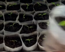 sadzonki papryki,screen YT