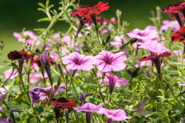 Te kwiaty rosną w ekspresowym tempie. W kilka tygodni zamienią pustą rabatę w kolorowy ogród