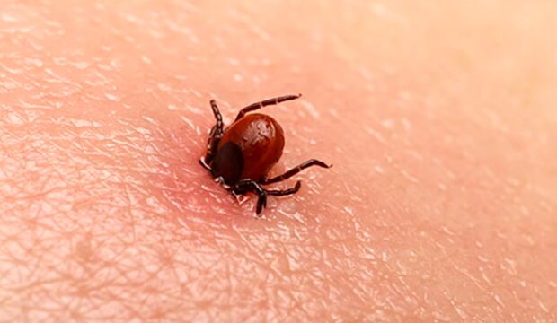 Kleszcz/YouTube @Mądra Sowa