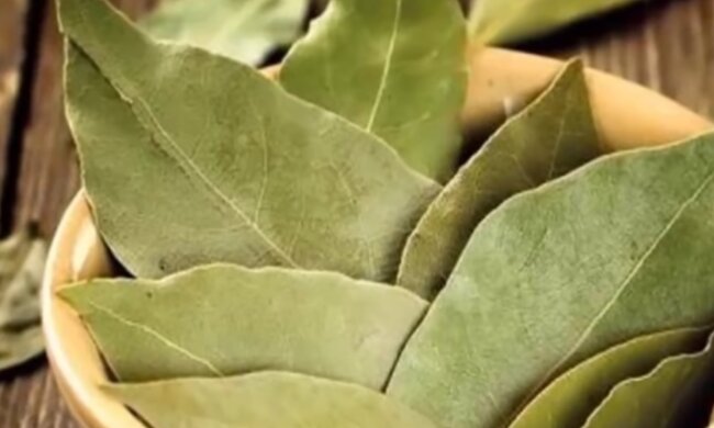 Liść laurowy/ YouTube @Domowe sposoby na zdrowie