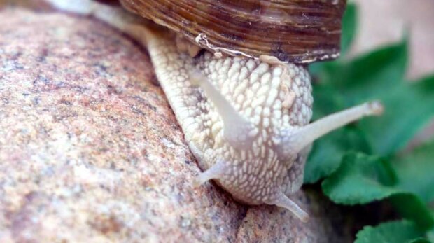 źródło: YouTube/Zielone Pogotowie