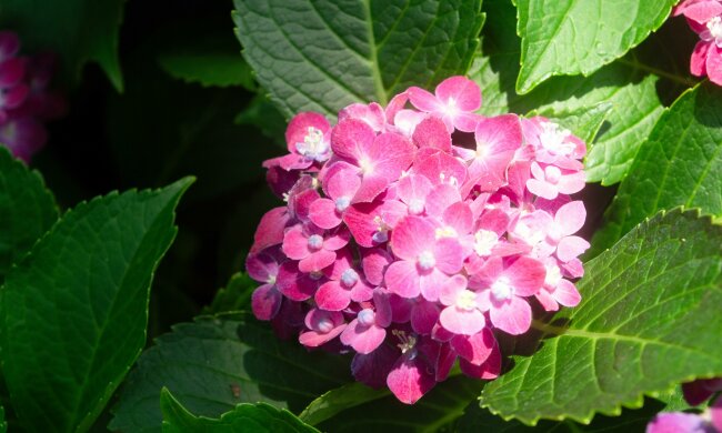 Zrób to w marcu, a hortensja latem obsypie się kwiatami