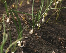 Czosnek wiosną często żółknie. Ten prosty zabieg pomaga szybko wzmocnić rośliny