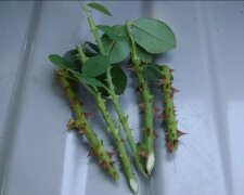 wyhodowanie pięknej róży,screen