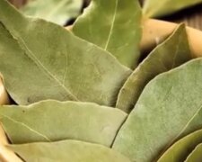 Liść laurowy/ YouTube @Domowe sposoby na zdrowie