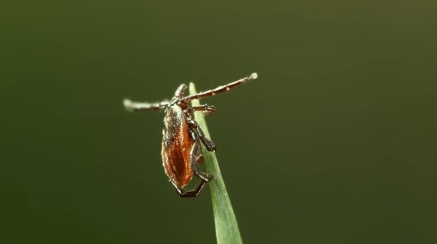 Kleszcz/YouTube @Mądra Sowa