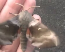 szafa będzie wolna od moli, screen YT