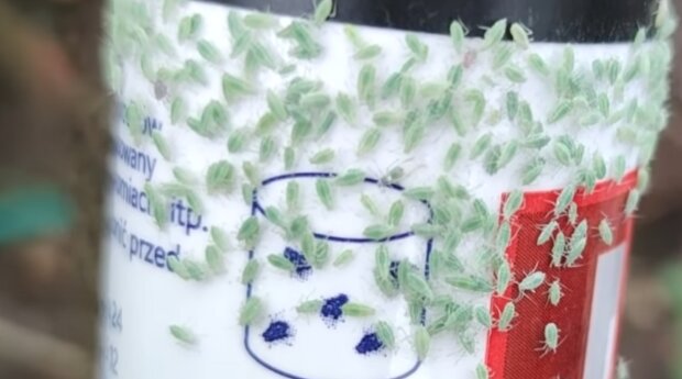 Mszyce/YouTube @kasia in