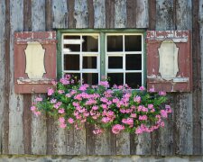 Maj to kluczowy czas dla pelargonii. Dzięki temu będą kwitły aż do jesieni
