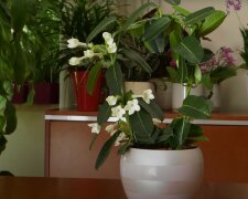 Kwiaty doniczkowe/Youtube: ogrodnacodzien