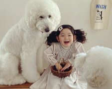 Japońskie psy/ Instagram: tamanegi.qoo.riku