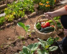 "Wynajęłam traktor i wyrównałam wszystkie grządki mojej teściowej na naszej działce". O co poszło