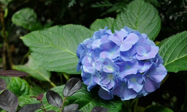 Ogrodnicy polecają ten trik na hortensje. Wystarczy jedna rzecz w kwietniu, by obsypały się kwiatami