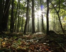 Las/YouTube @Echa Leśne