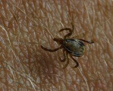 Kleszcz/YouTube @Mądra Sowa