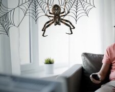 Pająki w domu/ YouTube @Jasna Strona