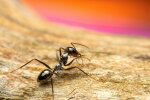 Mrówki przestaną wchodzić do domu. Wystarczy rozsypać tę mieszankę przy szczelinach
