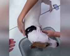 Niecodzienna akcja ratunkowa! / YouTube:  Inside Edition