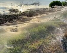 Pająki/Youtube @The Telegraph