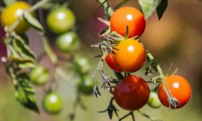 Dodaj to do dołka przed sadzeniem pomidorów i papryki. Ten prosty trik może zrobić ogromną różnicę