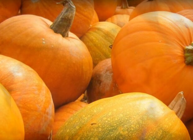 dynia / YouTube: Domowe Sposoby