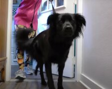 źródło: YouTube/ Girl With The Dogs