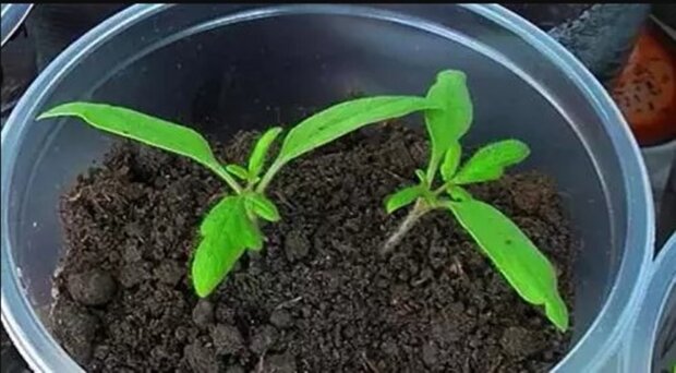 sadzenie nasion pomidora,screen