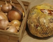 Cebula/YouTube @Modliszqa Ogród na ugorze Naturalnie