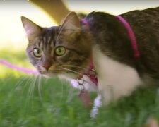 kot / YouTube:  The Dodo