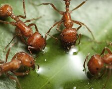 Mrówki/YouTube @Pait