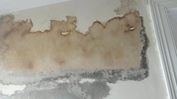 Pleśń na ścianach/YouTube @ PETER - PAINTER DECORATOR