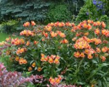 Ogród/YouTube @Rok w ogrodzie