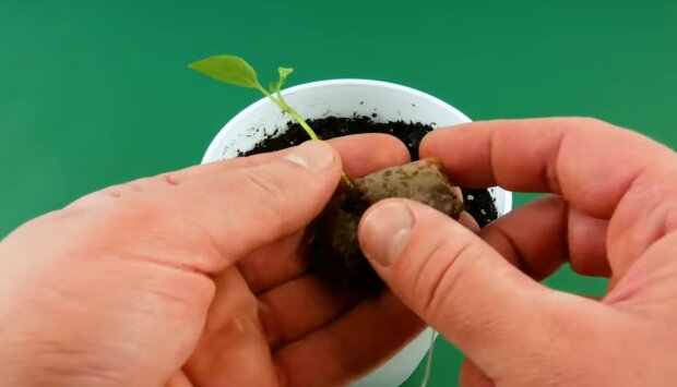 Kwiat/ YouTube @Cleverly