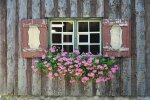 Maj to kluczowy czas dla pelargonii. Dzięki temu będą kwitły aż do jesieni