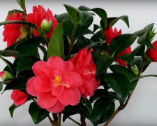 kamelia / fot. YouTube: Frau-Doktor