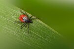 Afrykańskie kleszcze są już w Polsce. Nie czekają na żywiciela, tylko biegną